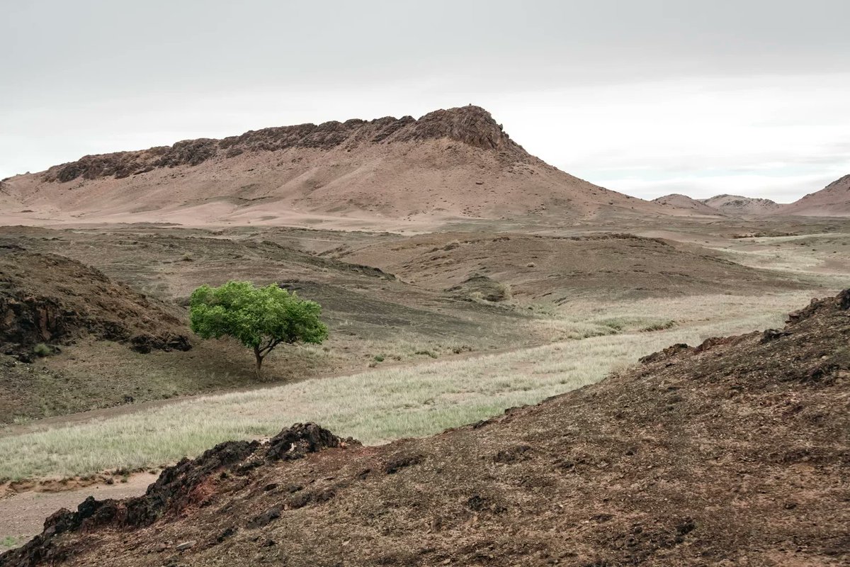marvorel's tweet photo. A lone tree stands resilient in Mongolia’s Gobi Desert, a stark contrast to the barren landscape. The rocky hills and cloudy sky add depth and serenity. #Mongolia #wilderness https://t.co/8dDAphv6g1 https://t.co/nQZxxuKwGZ