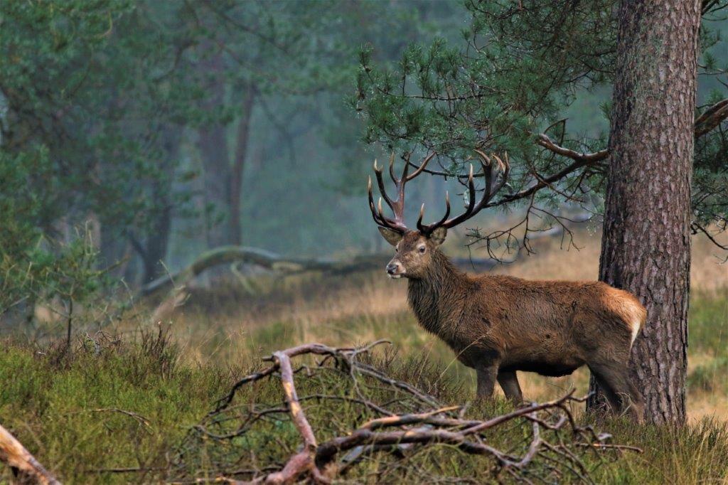 Alles te weten komen over het beheer van edelherten, damherten, reeën en wilde zwijnen, op de Veluwe? Dat kan op zaterdag 23 maart 2024, tijdens de jaarlijkse #Faunadag bij kasteel #Middachten. De toegang is gratis.