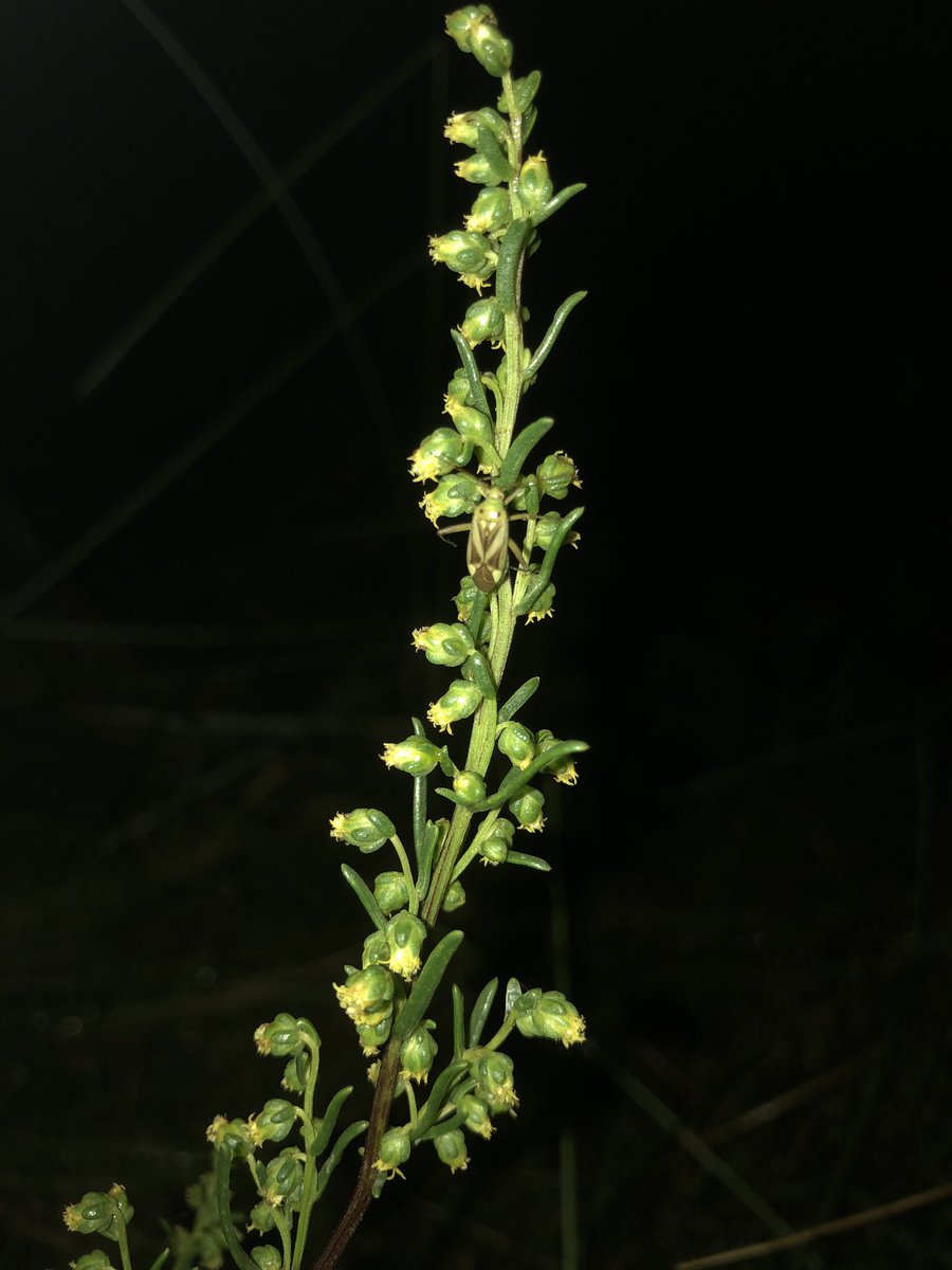 Joshua Styles tweet media