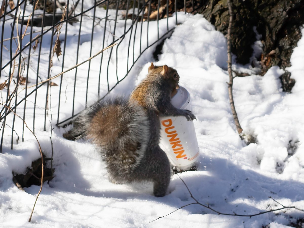 Coffee break or an audition to be a back up dancer for  the #DunKings? #TeamDunkin #squirrel #wildlife #centralpark #NYC #birdcpp  Photo 📷: 02.18.2024