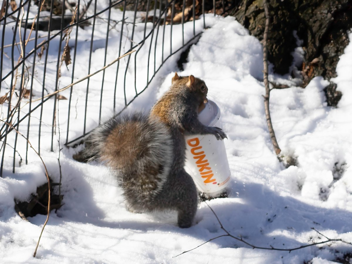 Coffee break or an audition to be a back up dancer for the #DunKings? #TeamDunkin #squirrel #wildlife #centralpark #NYC #birdcpp Photo 📷: 02.18.2024