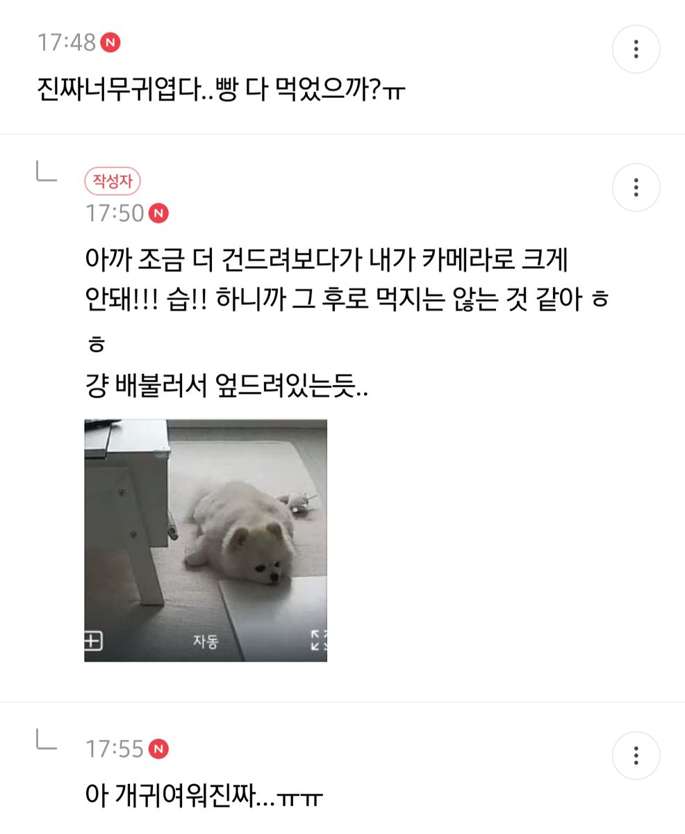 malrang_s_'s tweet photo. 회사에서 일하다가 집 cctv보고 반차쓸뻔한 사람 https://t.co/Ry1NaIO7Ap