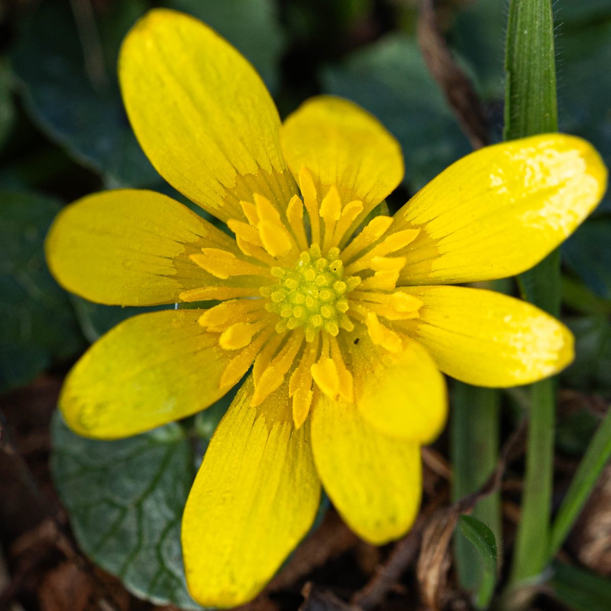 A sunny bloom #CelandineDay from a local village churchyard. None are flowering yet in our local clay woodlands which are wetter than I've ever seen them - paths are now streams and there are pools of standing water everywhere. And still it rains... #wildflowerhour