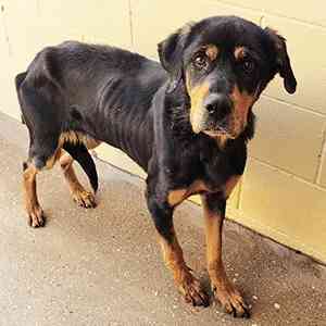 Tessa 🐶 #Rottweiler de 5 años que fue #abandonada y llegó a <a href="/asociacion_anaa/">asociacion_anaa</a> en muy malas condiciones, muy delgada y con leishmaniosis.
Poco a poco, está poniéndose más fuerte y guapa.
Aún desconfía en los humanos que no conoce, pero es buenísima más info bit.ly/3wLVr3u