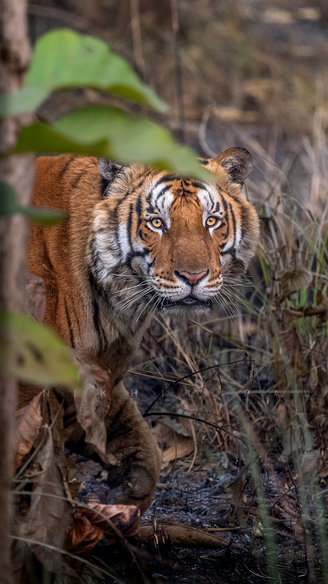 Tulli pullia Male

Join me on #safariWithNikhil to explore the best of Terai forest!

#kishanpurwildlifesanctuary #dudhwa #dudhwatigerreserve #discovery #uptourisam #tigerdiaries #indian_wildlifes