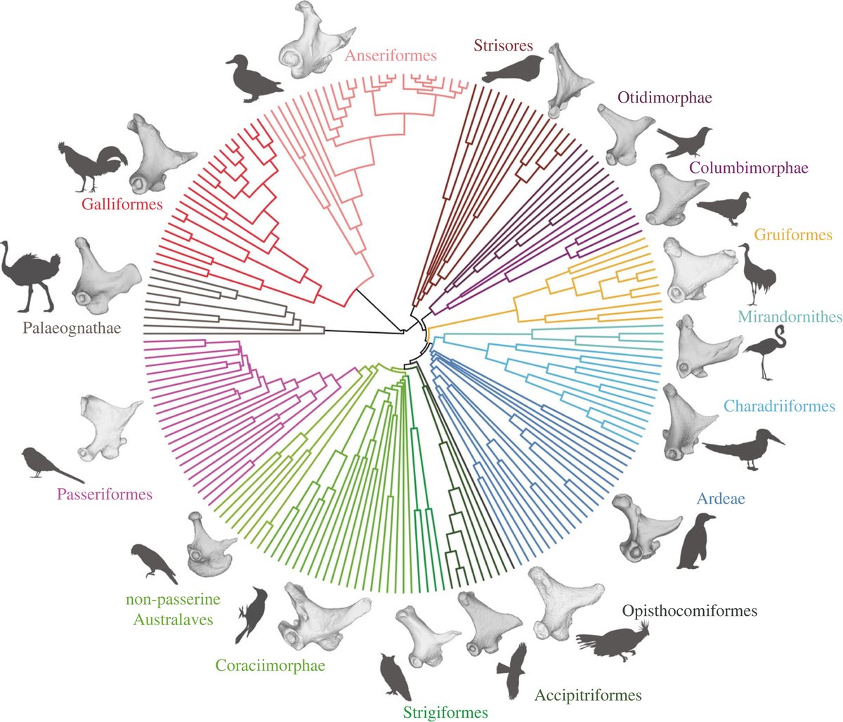 RSocPublishing's tweet photo. #Macroevolutionary drivers of morphological disparity in the #avian quadrate #ProcB https://t.co/BlM8M3cTFF #Palaeontology #Biomechanics @fieldpalaeo @PeiChenKuo2 #OpenAccess https://t.co/gh1s9JikVb