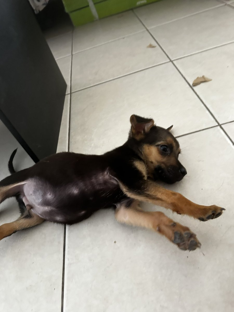 patitasdelsurr's tweet photo. ROCKY💪🏻 macho de aprox 3 meses. Chiquito pero poderoso. Le encantan que le rasquen la pancita y dormir en cualquier lado. Super compañero y tranquilo https://t.co/s8KHZvK05Q