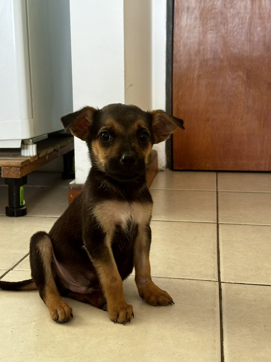 patitasdelsurr's tweet photo. ROCKY💪🏻 macho de aprox 3 meses. Chiquito pero poderoso. Le encantan que le rasquen la pancita y dormir en cualquier lado. Super compañero y tranquilo https://t.co/s8KHZvK05Q