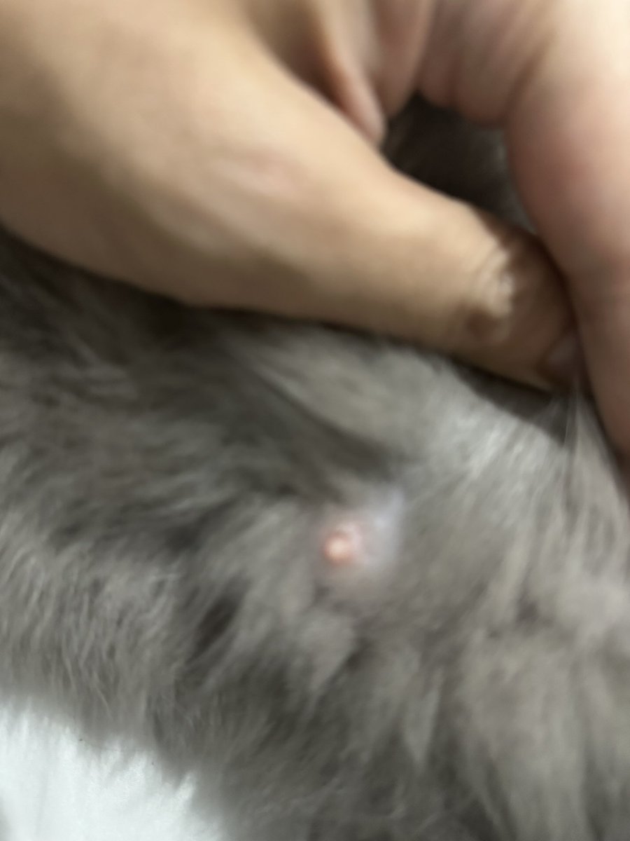 AndrewDy01's tweet photo. Buntis ba pusa ko? https://t.co/ApPNtfwa6x