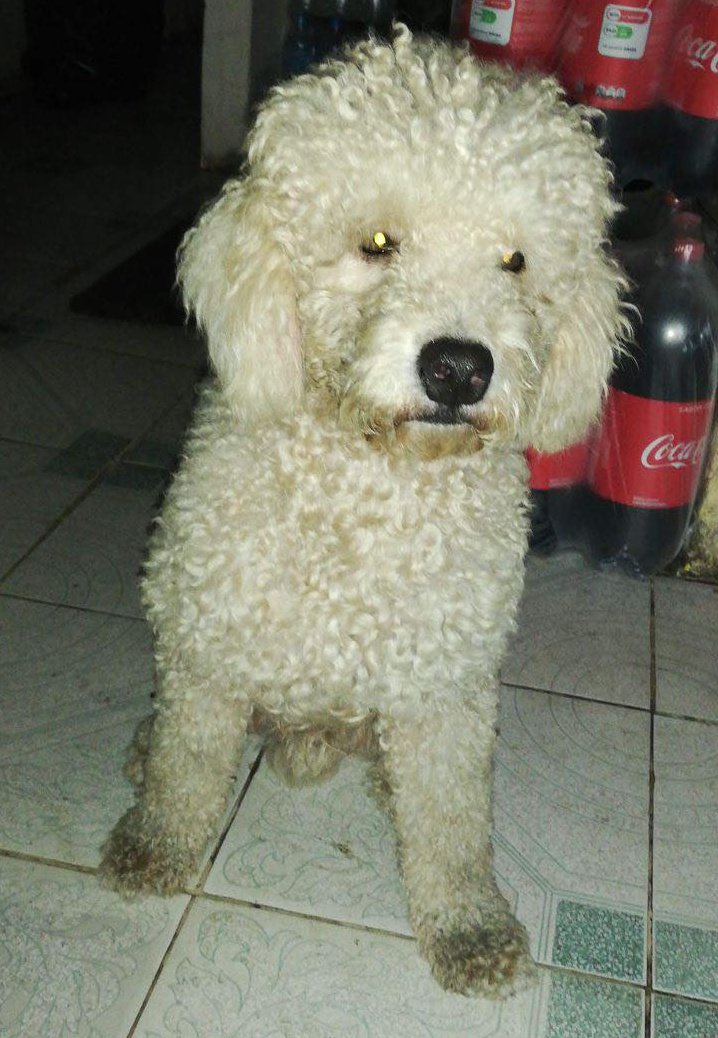 Ayudemos a encontrarla