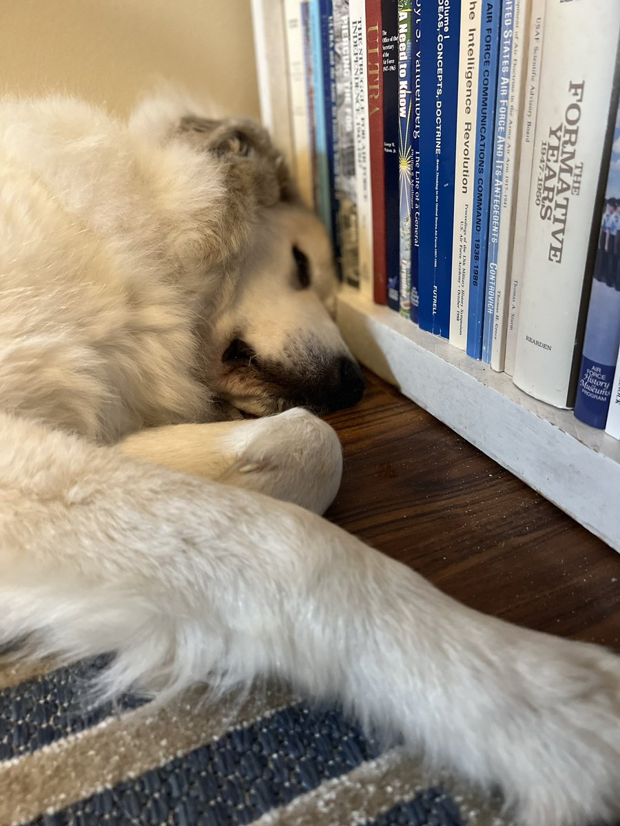 pshackel's tweet image. Sometimes research will do that to you. #dogsoftwitter #greatpyrenees #history #research #twitterstorians #naptime