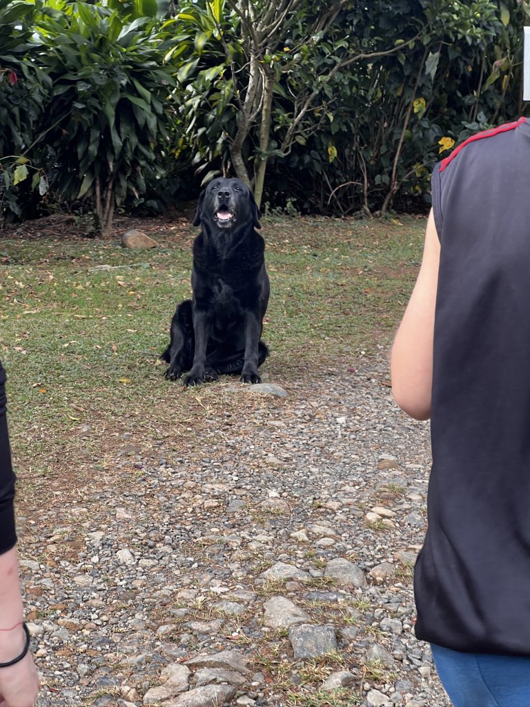 CollabRebellion's tweet photo. Must love dogs https://t.co/NjBUzaLeL1