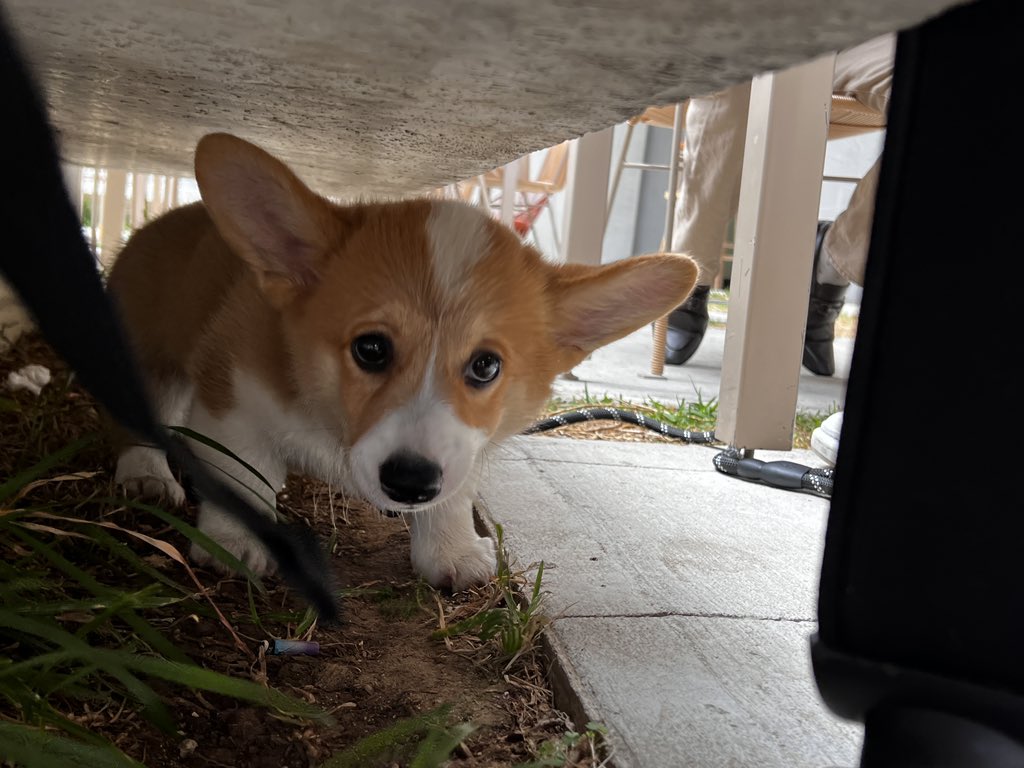 CollabRebellion's tweet photo. Must love dogs https://t.co/NjBUzaLeL1