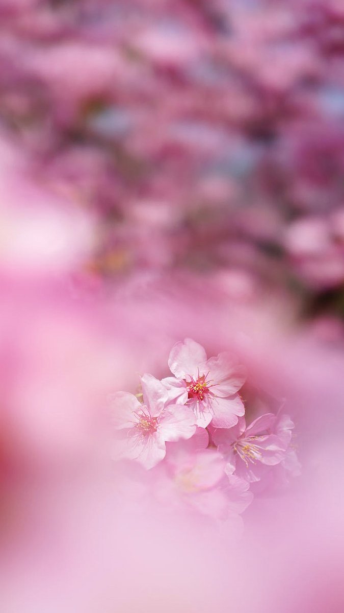 Desynough (@desynough83758) on Twitter photo 