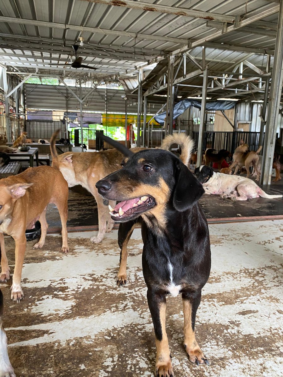 mamamooID's tweet photo. Seluruh bantuan yang diberikan telah kami konsultasikan terlebih dahulu dengan shelter sebelum kunjungan. Bagi kalian yang ingin melihat detail pengeluaran donasi, bisa klik https://t.co/OA57Grj3yc 😇

#OurShinningDivaSolar
#태양처럼_눈부신_용선아_생일축하해 https://t.co/p8474r84oz