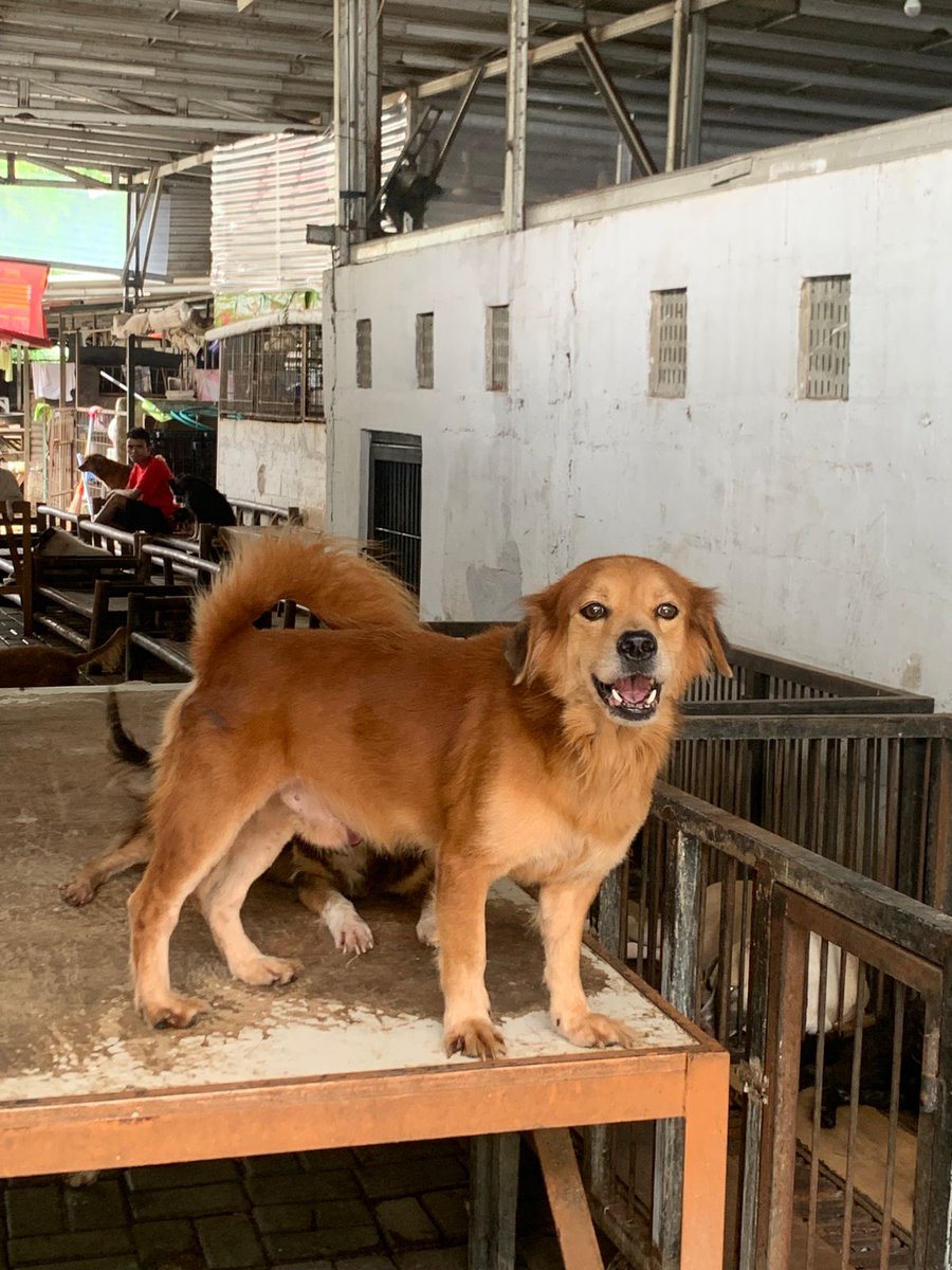 mamamooID's tweet photo. Seluruh bantuan yang diberikan telah kami konsultasikan terlebih dahulu dengan shelter sebelum kunjungan. Bagi kalian yang ingin melihat detail pengeluaran donasi, bisa klik https://t.co/OA57Grj3yc 😇

#OurShinningDivaSolar
#태양처럼_눈부신_용선아_생일축하해 https://t.co/p8474r84oz