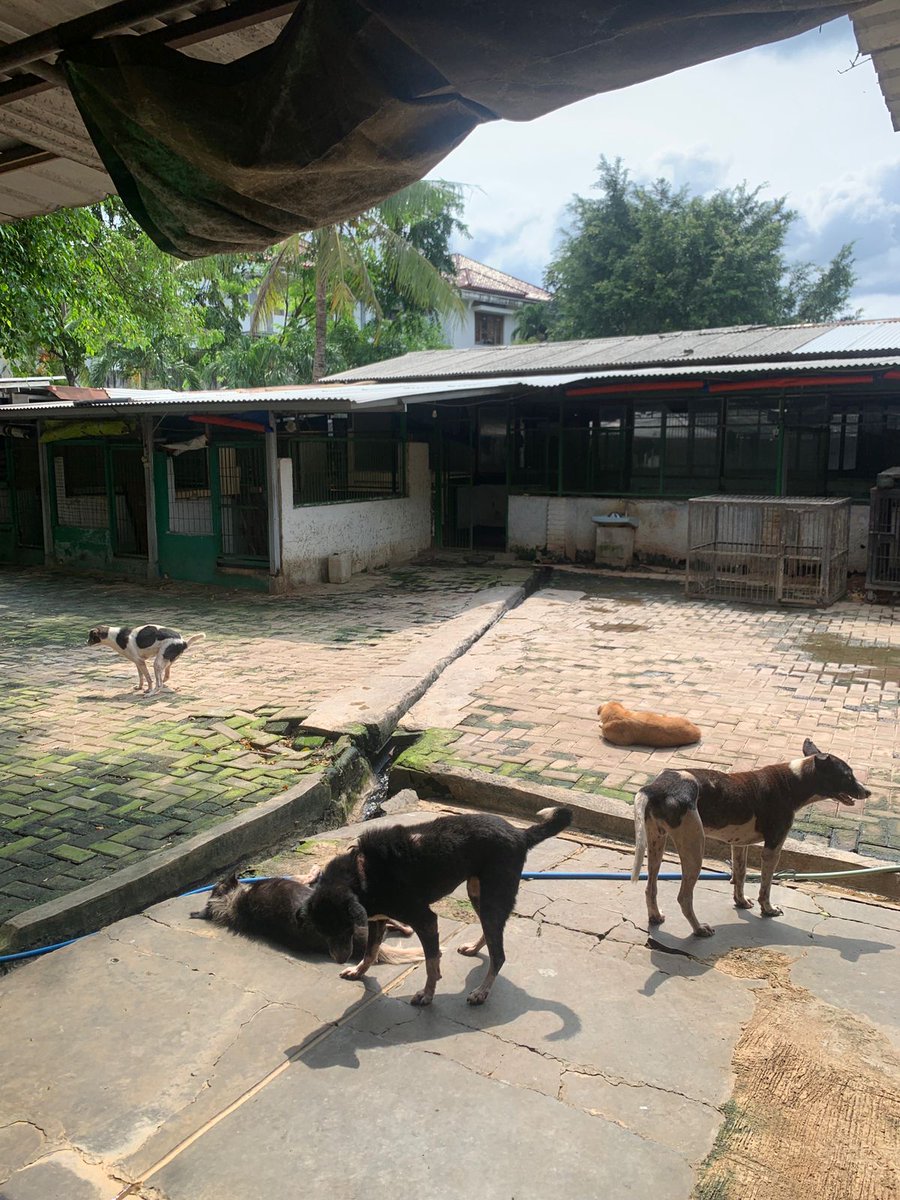 mamamooID's tweet photo. Seluruh bantuan yang diberikan telah kami konsultasikan terlebih dahulu dengan shelter sebelum kunjungan. Bagi kalian yang ingin melihat detail pengeluaran donasi, bisa klik https://t.co/OA57Grj3yc 😇

#OurShinningDivaSolar
#태양처럼_눈부신_용선아_생일축하해 https://t.co/p8474r84oz