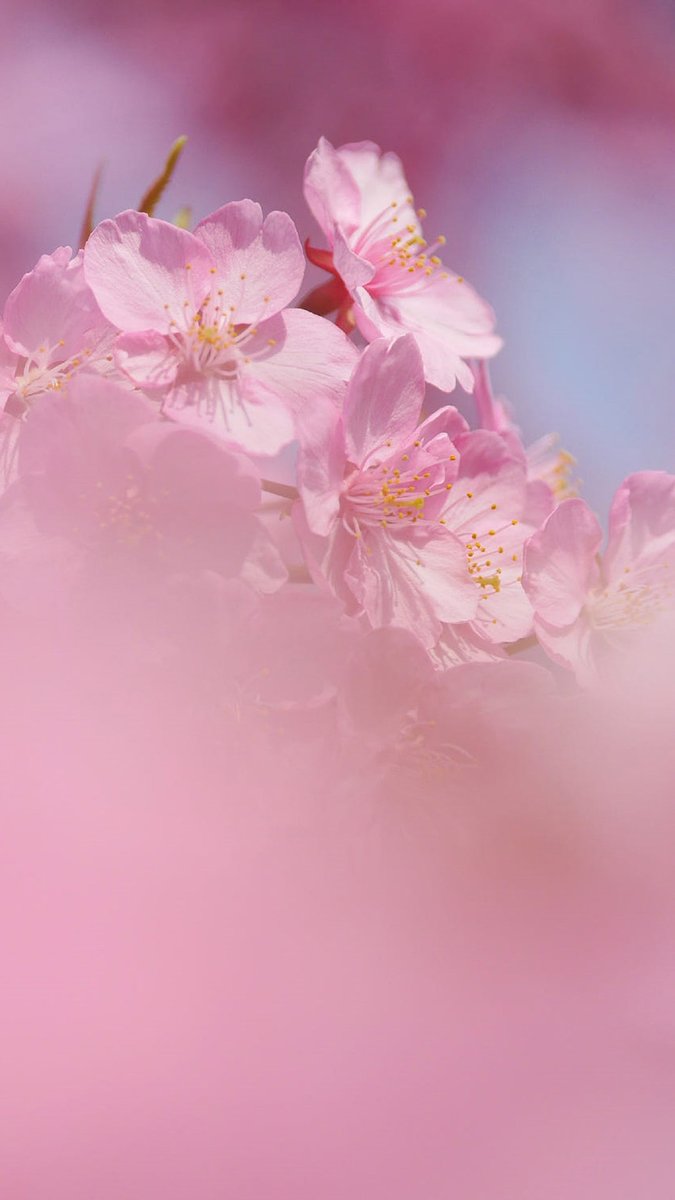 Serenity Grace (@serenitygr6754) on Twitter photo 