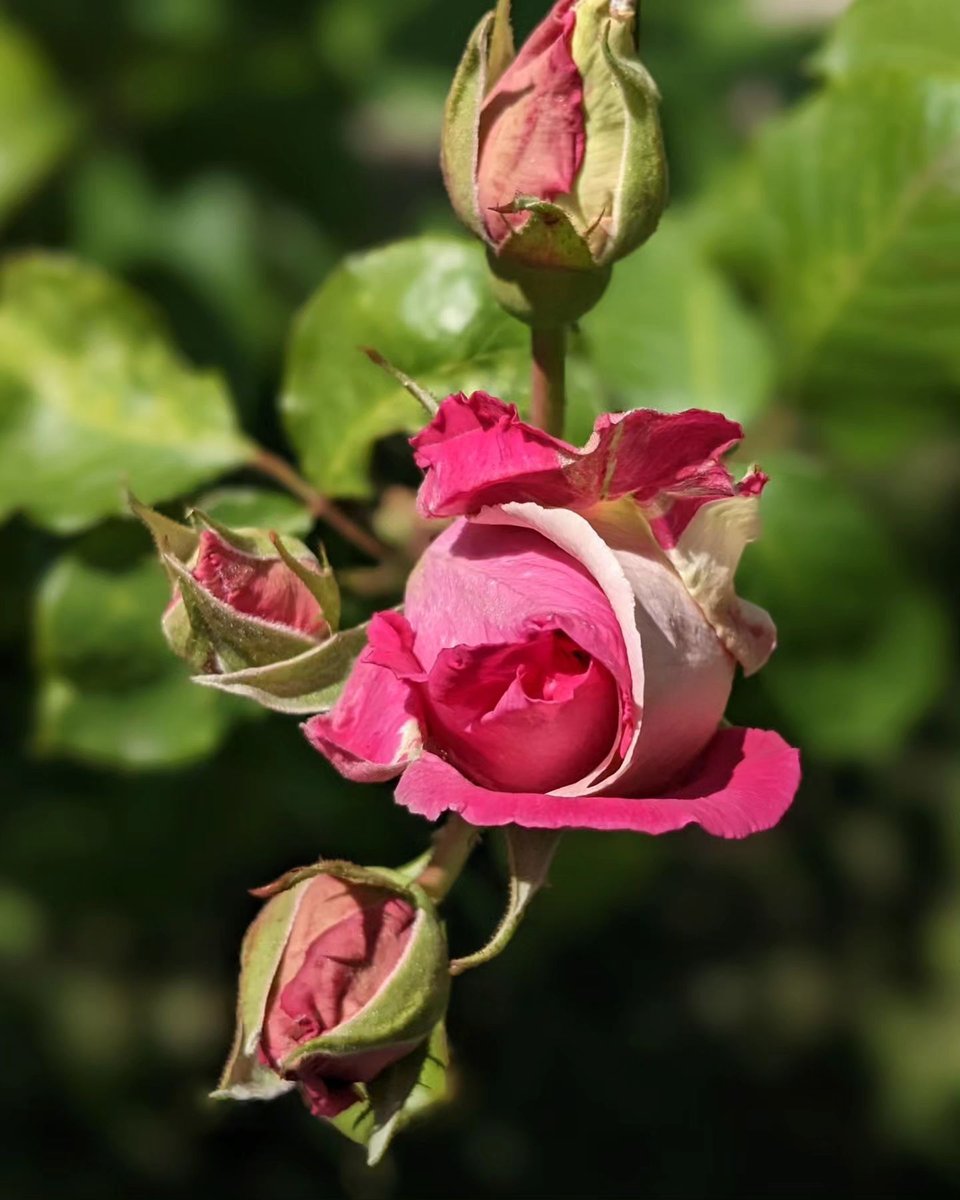 Co__rn (@corn749358) on Twitter photo 