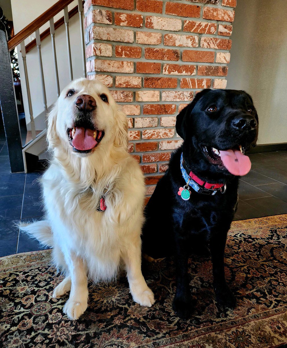 sampson_dog's tweet photo. Pax is in the house! The next chapter has begun! We can’t wait to share our journey! I think Pax and I will become very best frens! Best! Adventure! Ever! https://t.co/nZMdvRnlo1