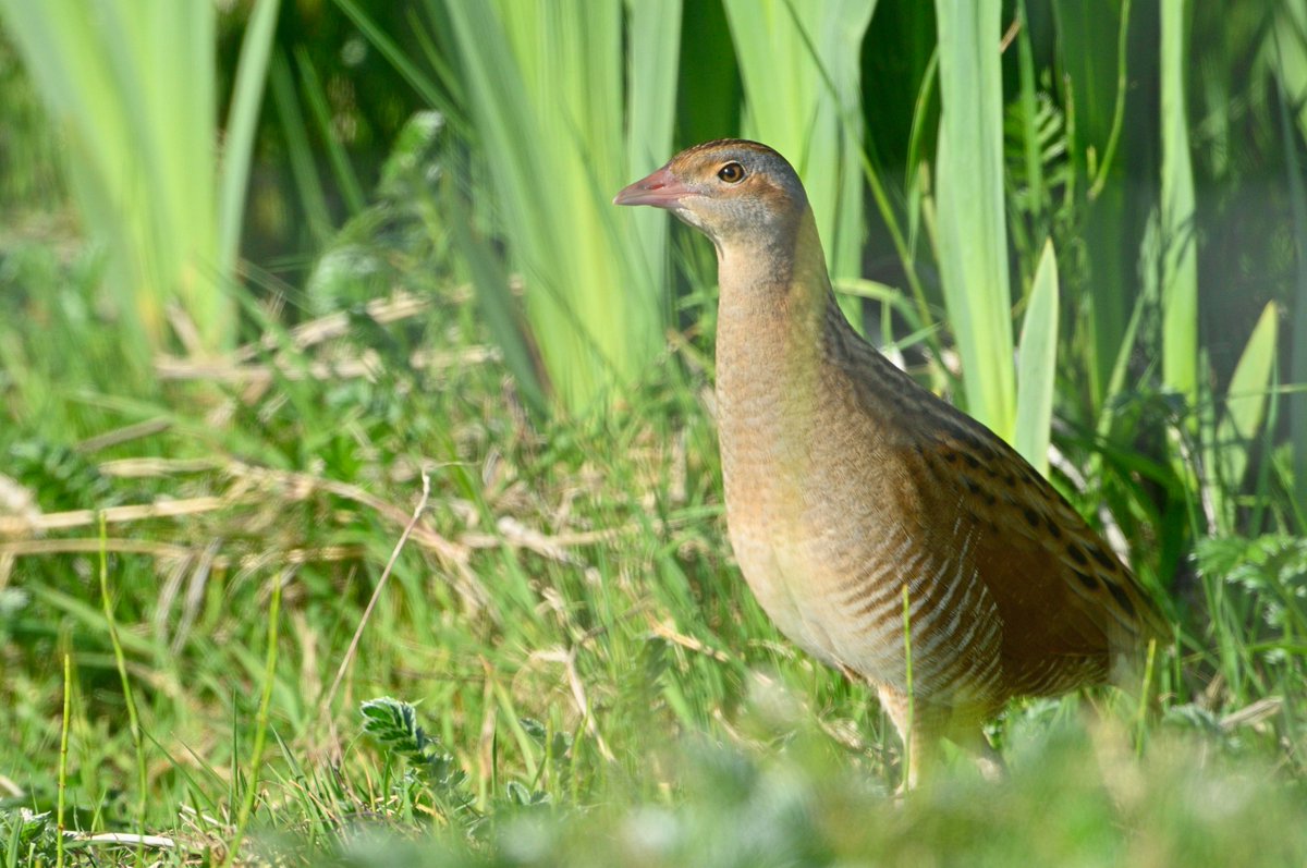 Did you know that the corncrake, or traon in Gaelic, used to be known as one of three 'eòin shithe', or 'fairy birds' due to the birds mysteriously disappearing & then reappearing? 🤔 

Today we call this migration!

The other two 'fairy birds' were the stonechat & cuckoo.