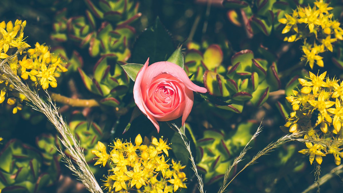 Sleytho (@sleytho177190) on Twitter photo 