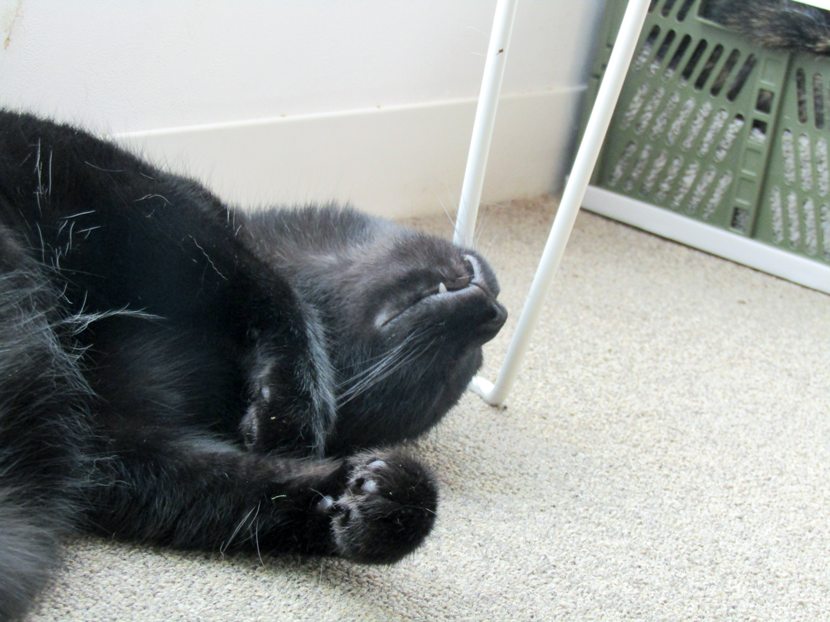 #猫の日 
隙だらけ