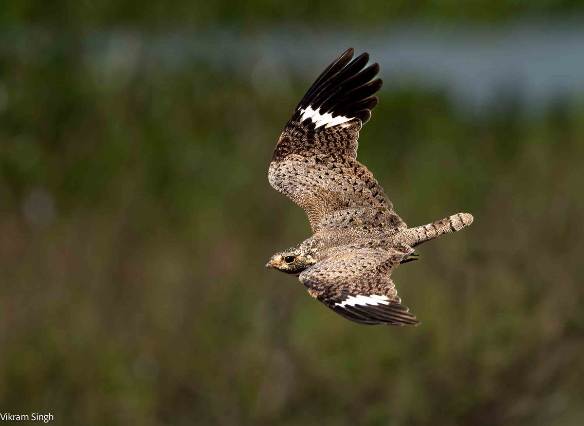 Nacunda Nighthawk. South Pantanal, Brazil. #birds #Brazil #Amazon