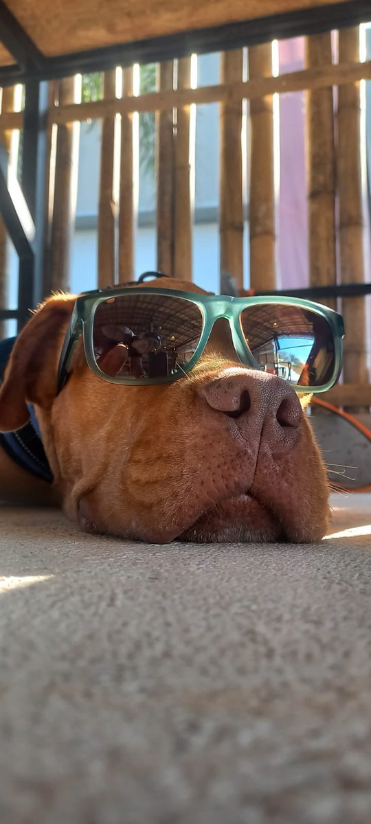 NiallHarbison's tweet photo. Buster might just be a dog in Thailand who got a second chance at life after a tough start but I also think there is a message of hope and to never give up here aslo. 

You did it bug gentle softy Buster. We love you 🥰🥰🥰 (6/6) https://t.co/akr3Bsjpqn