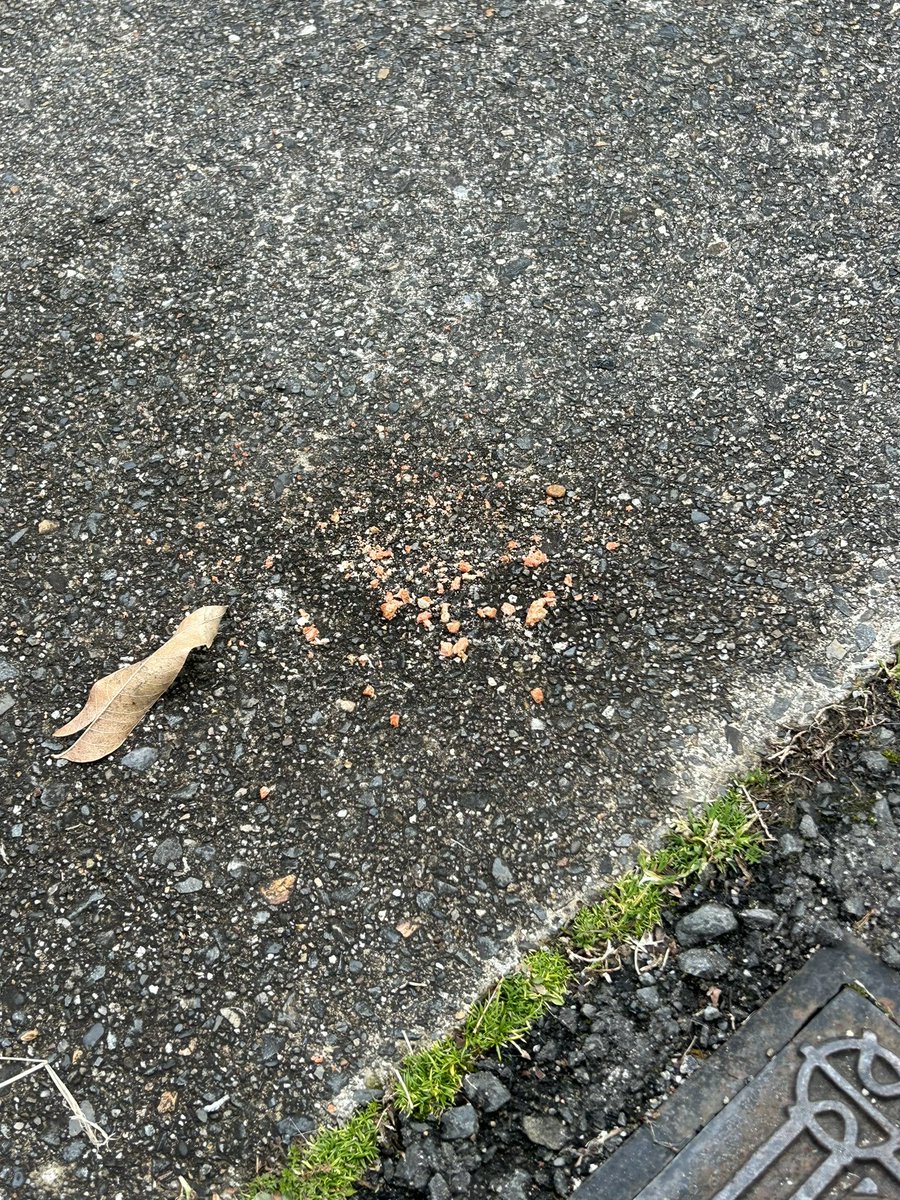 うちの敷地内のガレージに誰かが早朝に野良猫にご飯あげてる。
食べ残しがそのままとか水を入れた入れ物をガレージにこっそり置かれてた。
ご飯をあげるのは単なる自己満足。
猫の幸せ考えるなら真夏や真冬放置しているのはおかしいよ。
可哀想なんでしょ？
飼い主さんになってくださいよ
#野良猫