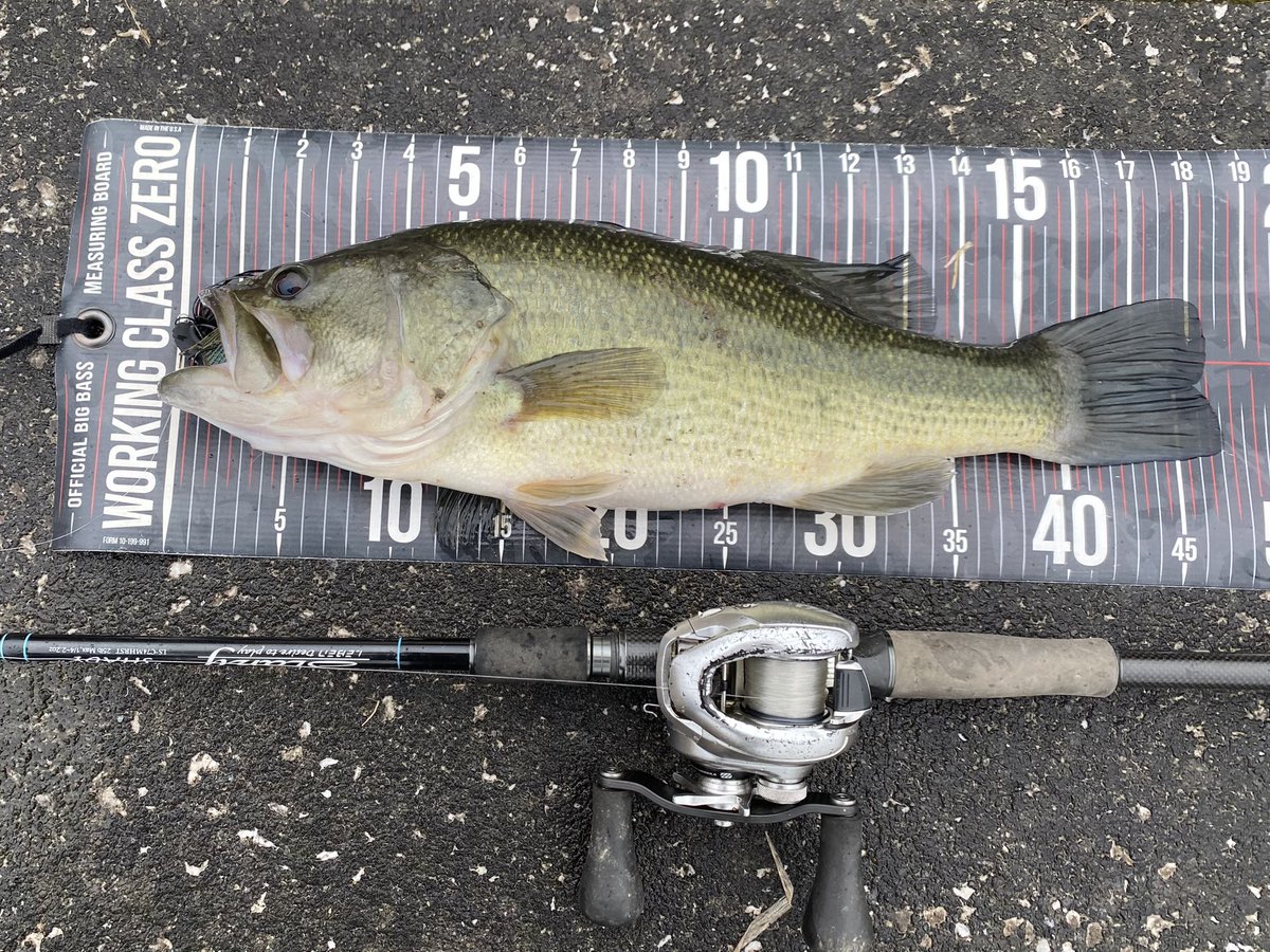 tinybeccha61's tweet image. 雨で濁りのある、ボラっ子食いのフィールドで💥💥💥

ミッドクルーザー➕ナス型シンカー1.8g➕ハートテール

尻尾開いてないから、45〜46ぐらいかな❓

#DIVISER
#MIDCRUISER