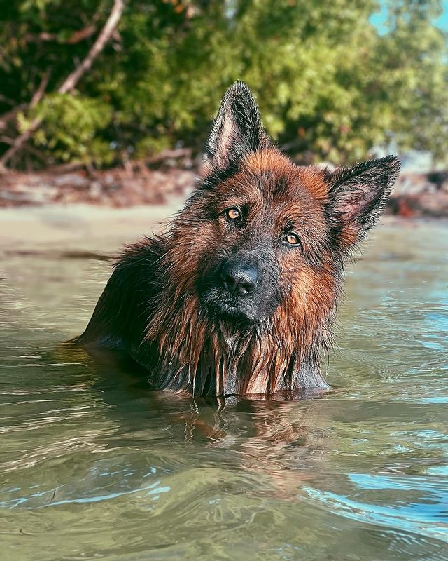 German Shepherd Community tweet media