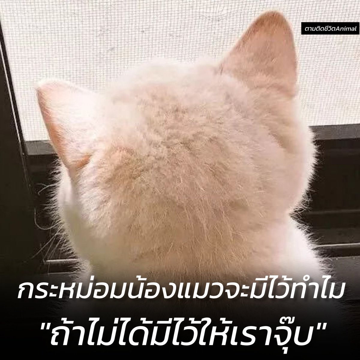 ตามติดชีวิตAnimal tweet media