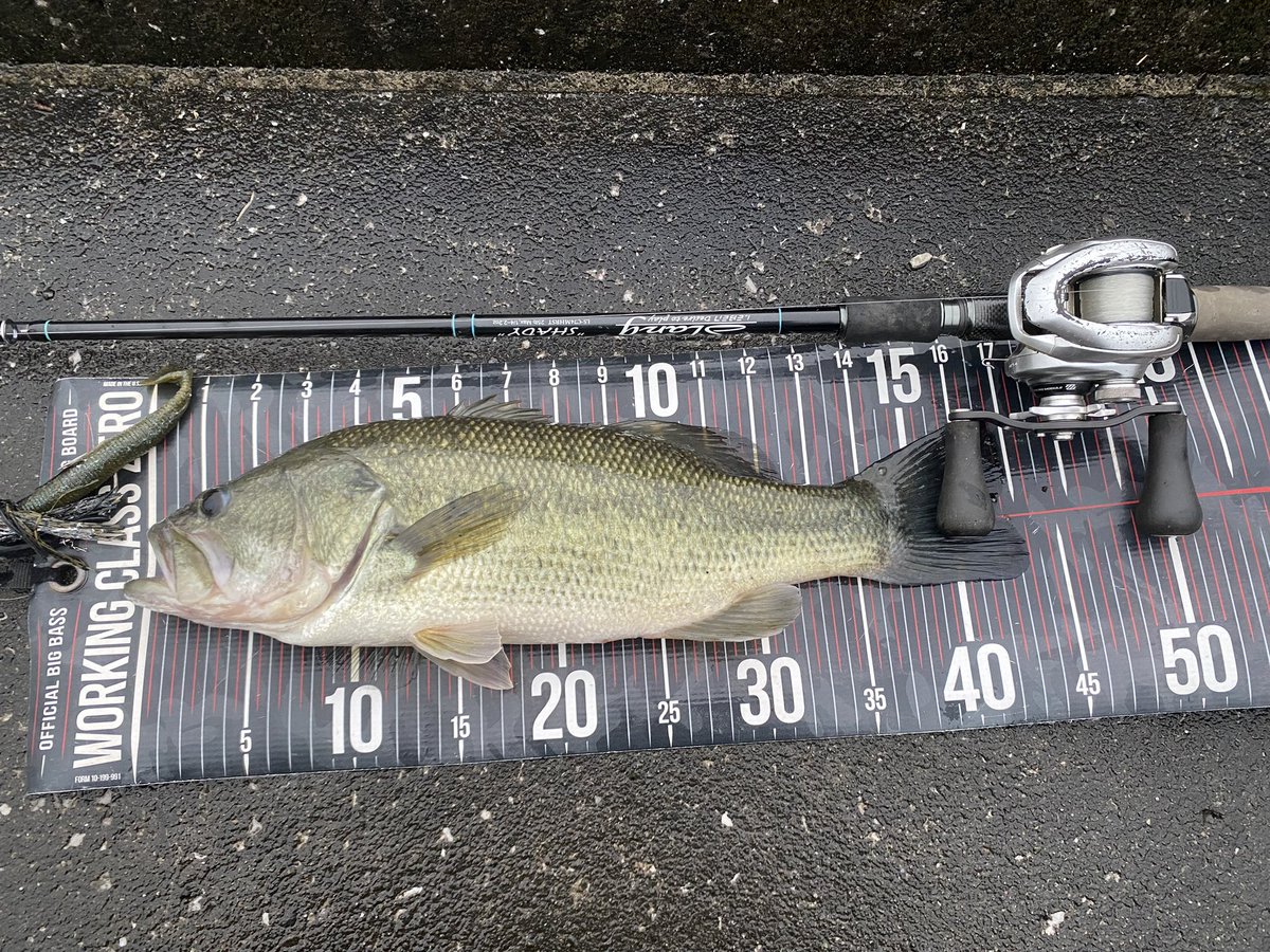 tinybeccha61's tweet image. 追加🐟
バイト深くて、しっかり追って食ってるの分かって最高🤟

43ぐらい❓

#DIVISER
#MIDCRUISER