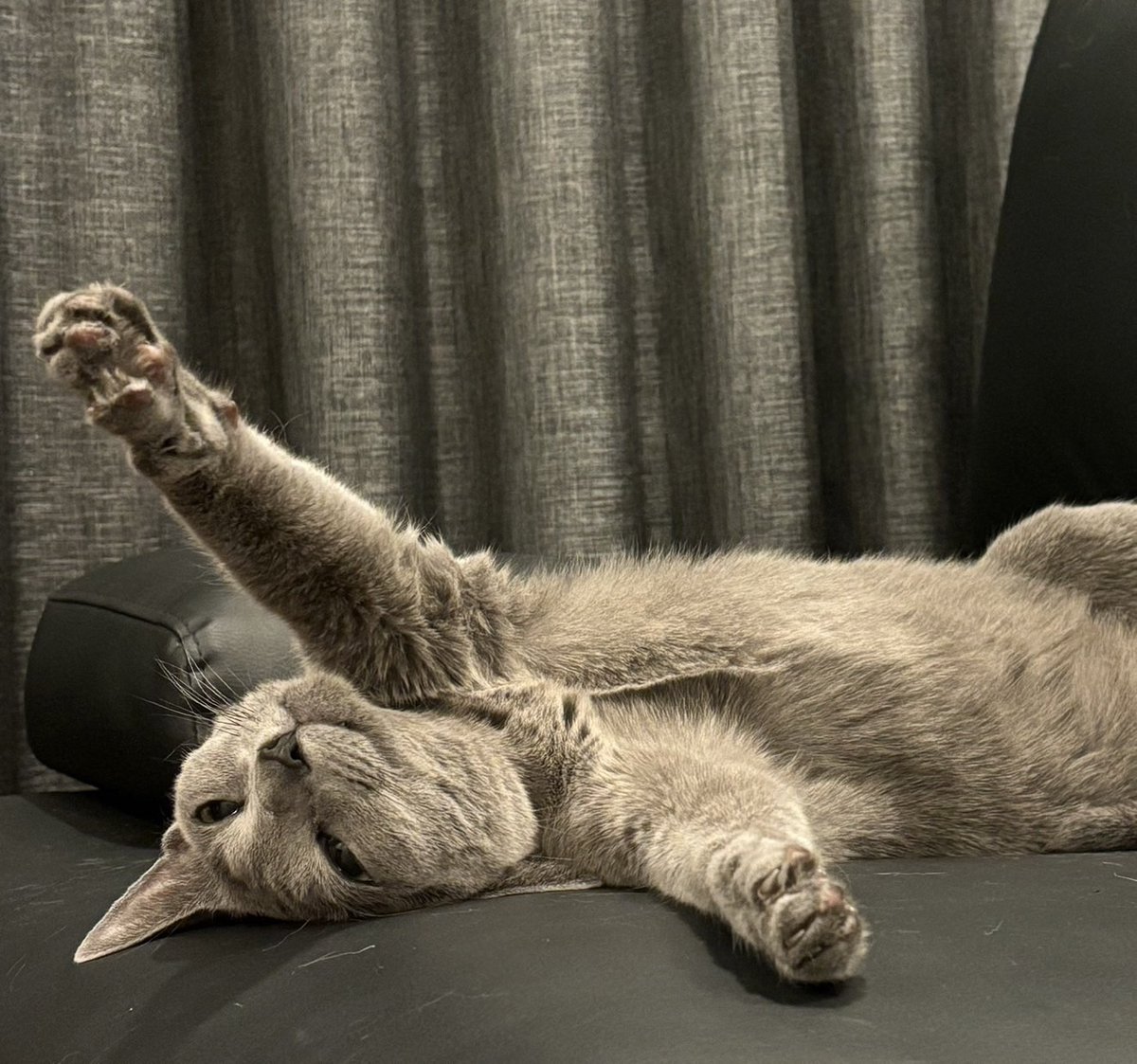 [#木全翔也]
全国の猫たち！！！

今日は貴方たちが主役よ！！

#JO1 #KIMATASYOYA #猫の日