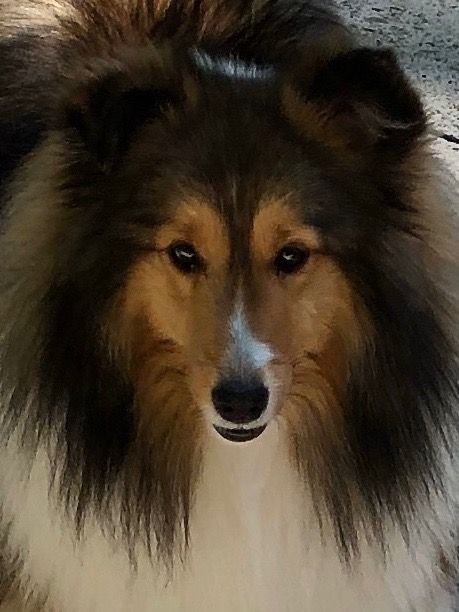 🐾💙Christine💙🐾 tweet media
