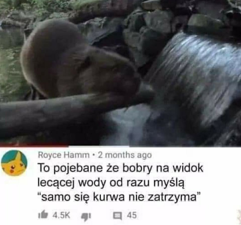 W tej nitce wrzucamy bobry