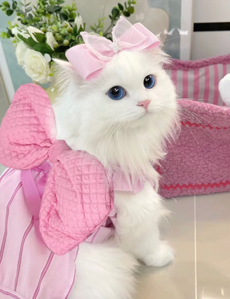 piinkimi_'s tweet photo. princess kitty https://t.co/QEniZMbQyX