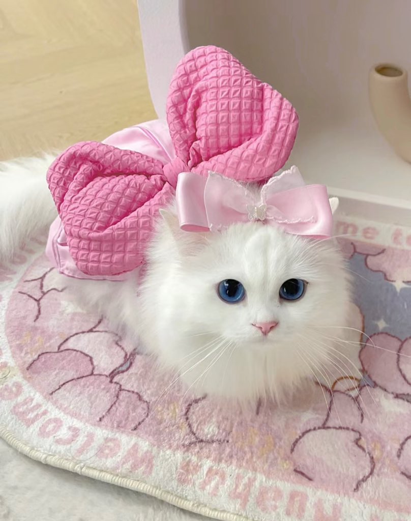 piinkimi_'s tweet photo. princess kitty https://t.co/QEniZMbQyX