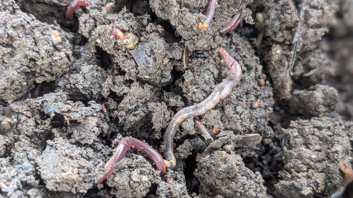 Vermicompost, also known as worm compost, is an #organicfertilizer and soil conditioner produced by earthworms. It is an effective and sustainable way to #recycle organic waste and improve #SoilHealth.