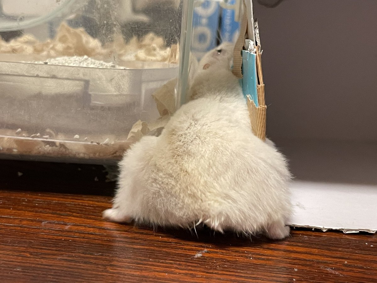 hlUutqn1jmsFbvW's tweet image. 連れて帰られたからエサ食べます。😅 I'll eat food because I was taken home. #バターちゃん🧈 #MsMa... youtube.com/shorts/HmMiOLB… @YouTubeより