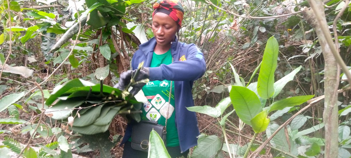 venushaangel's tweet photo. Les feuilles pour la cuisson des ndomba (Ekoué, Akoué)
La bayam sellam achète une feuille à 10fcfa 
Elle revend 4 ou 5 feuilles à 100 FCFA
😏 Moi encore et la brousse, la forêt même même ☺️ https://t.co/rr34hodniS
