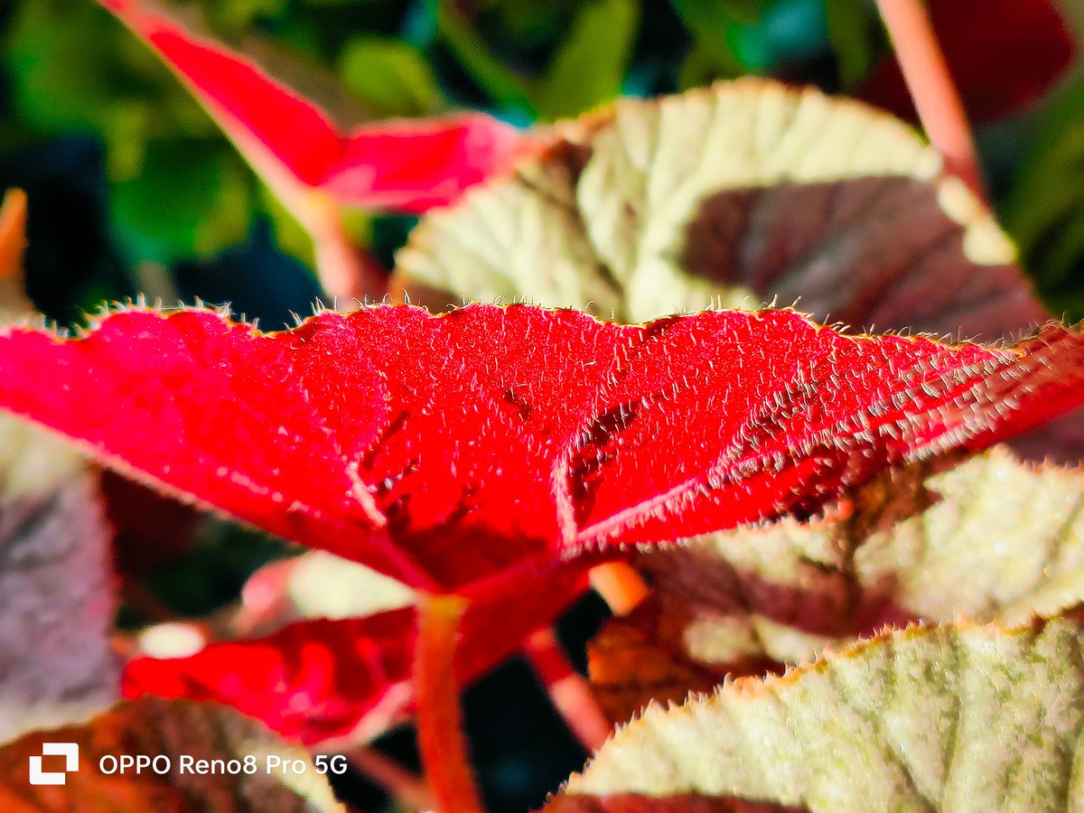 MohaRadhu1's tweet photo. @oppo Hi! @oppo I'm A Mobile Photographer I Captured This Pics With #OppoReno8Pro
I Hope To Win The Beast Of Mobile Photography #OPPOFindX7Ultra
It Will Be A Great Motivation For Me... #OPPORecaptured #OPPO
#ShotOnOppo #OPPO 
Better Focus Range 
Pic : 29 https://t.co/ZHlRyTA2XM
