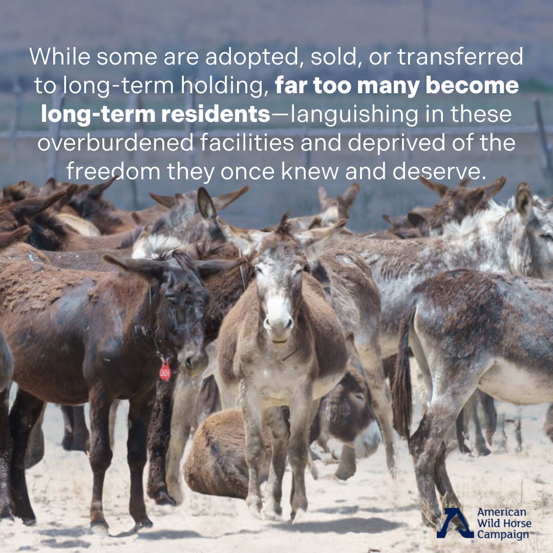 Once rounded up, horses and burros are transported to short-term holding, where they may live out years, decades, and even their entire lives. 

#shorttermholding #stoptheroundups #feedlot