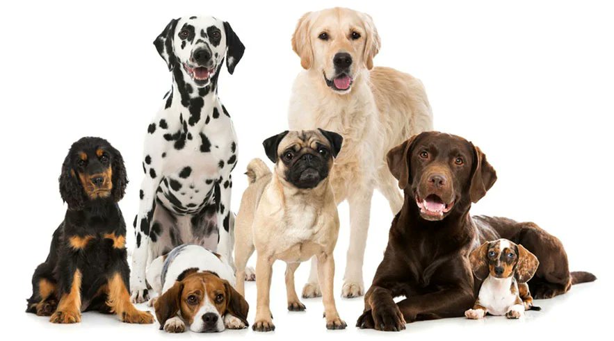 DealsAndMore5's tweet image. Is your dog&apos;s behavior causing chaos? 🐶 Get FREE training to transform your furry friend into the perfect companion! Subscribe now. #DogTraining #PetCare #CommissionsEarned #ShareASale 

👇Learn More Here👇
shrsl.com/49rm8