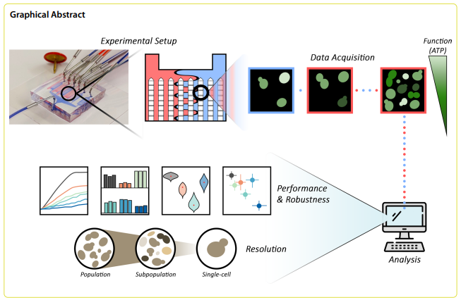 Check out the latest paper from Indbio where the authors combine the principle of dynamic environments with a previously-published robustness quantification method to monitor cellular functions of a laboratory yeast under feast-starvation oscillations. …robialcellfactories.biomedcentral.com/articles/10.11…