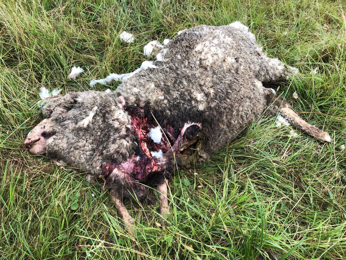 ElizeVanLier's tweet photo. En @EEFAS_Fagro lamentamos un ataque de perros a los ovinos. Un panorama desolador. Por negligencia de humanos pierden los animales. Tanto ovejas como perros.

¿Alguna vez la sociedad asumirá su responsabilidad en este tema? ¿O seguirá mirando para el costado? https://t.co/Tv0XZAF0RN