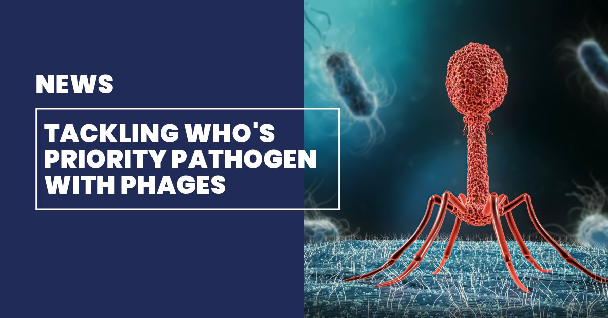 Published research in @NatureComms shows important findings in the fight against the World Health Organisation’s (WHO) priority pathogen. It describes the use of phage therapy to eradicate Pseudomonas aeruginosa. Read more⬇️ news.liverpool.ac.uk/2024/02/21/tac…