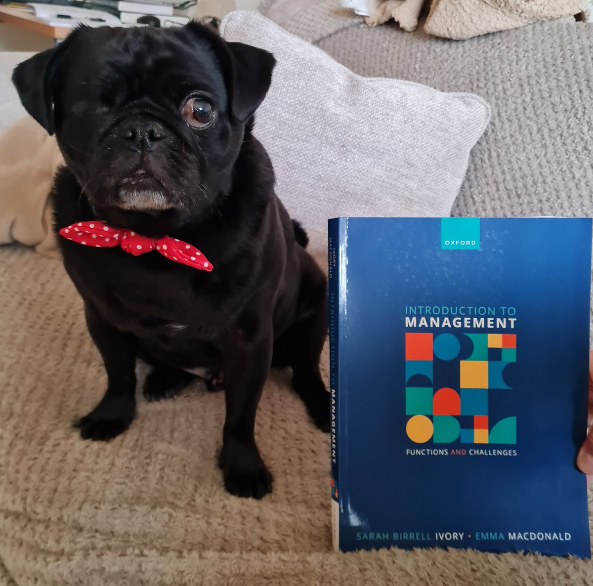 Odin's now got paws on his new copy of Introduction to Management by Sarah Birrell Ivory and Emma K. Macdonald (featuring various chapter contributors, including myself). What more endorsement could you pawssibly need!?