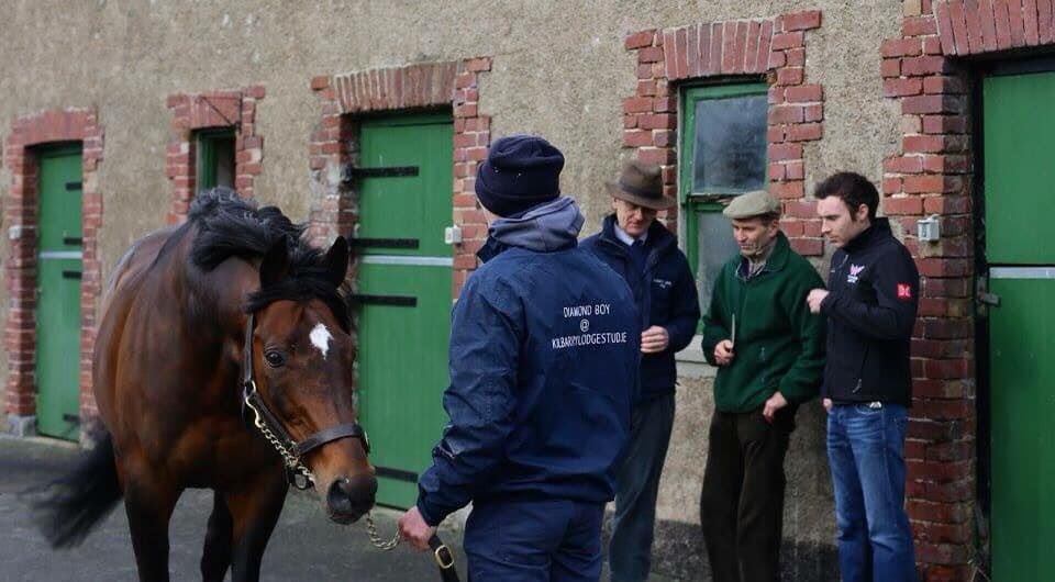 KilbarryLdgStud's tweet photo. Another winner from the first Irish crop of DIAMOND BOY (pic) as the @JonjoONeill trained DIAMOND DICE takes the maiden hurdle @LudlowRaceClub 🏆 Well done to connections and to breeder Mrs Gillian Neville 👏🏼 https://t.co/GPUJwlhVpy